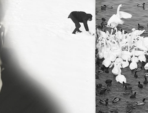 Man Feed Swans