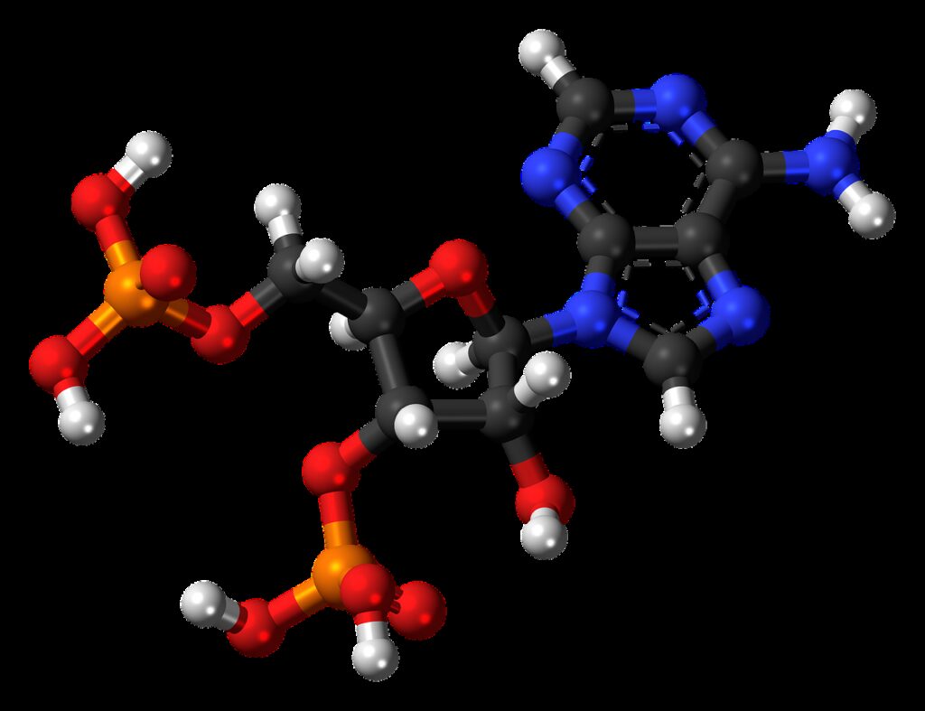 adenosine biphosphate, nucleotide, molecule
